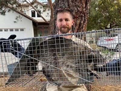 Bellingham pest control